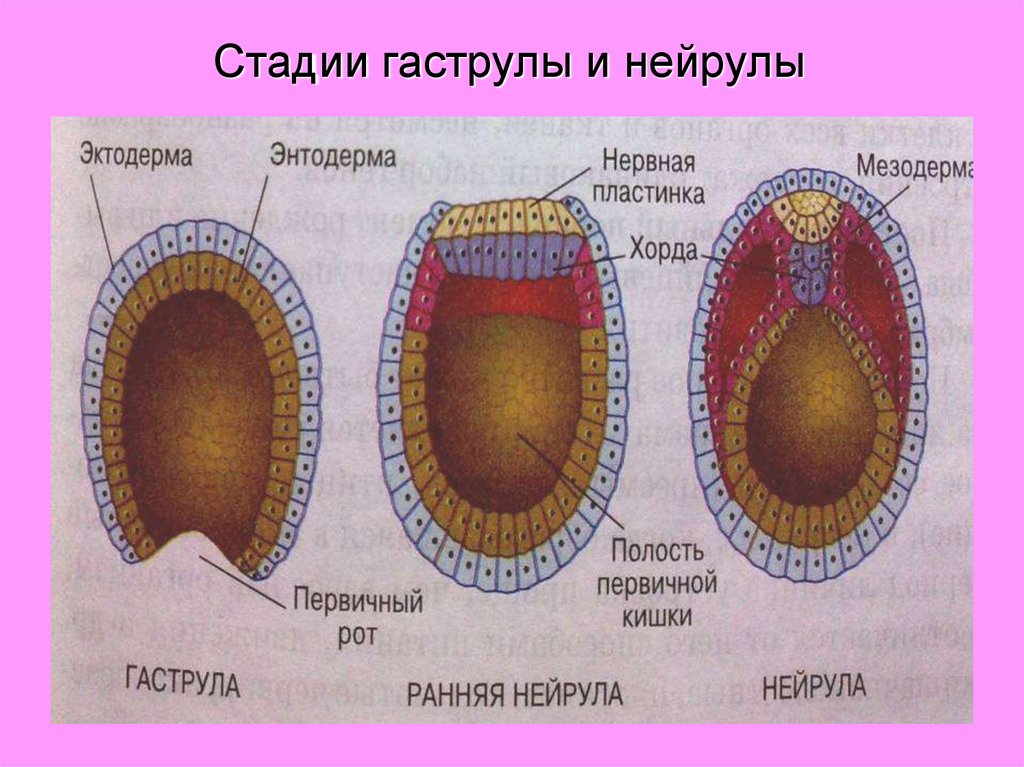 Три стадии характеризующие стадию органогенеза. Гисто и органогенез.