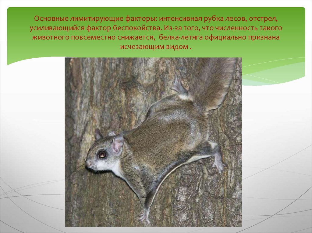 Лимитирующие факторы лесов. Лимитирующие факторы для животных. Лимитирующие факторы белки. Лимитирующие факторы леса. Ограничивающие факторы для животных.