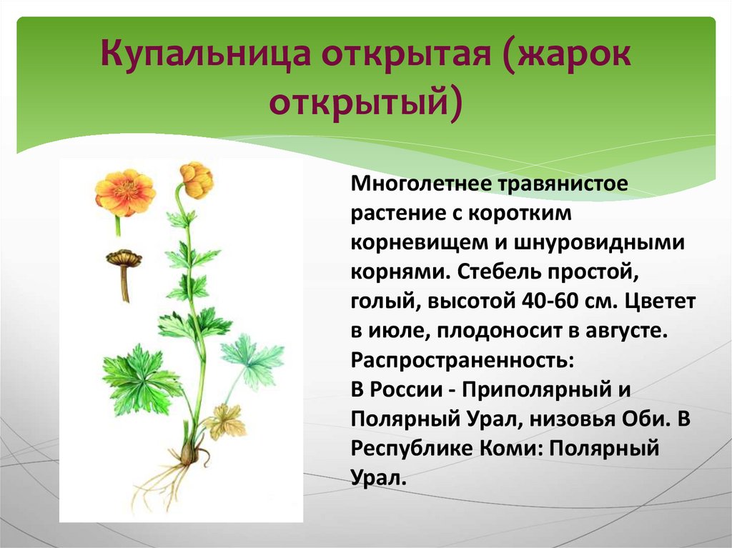 Какой тип питания характерен для купальницы азиатской изображенной на рисунке