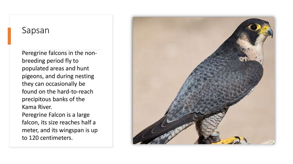 Sapsan