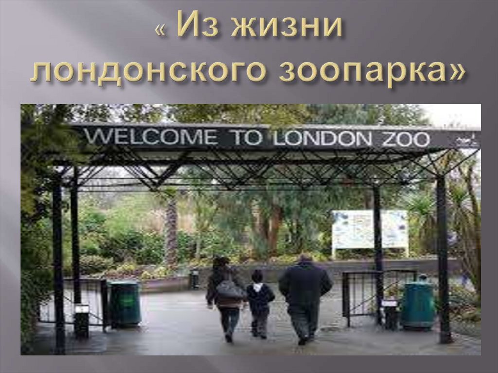 « Из жизни лондонского зоопарка»