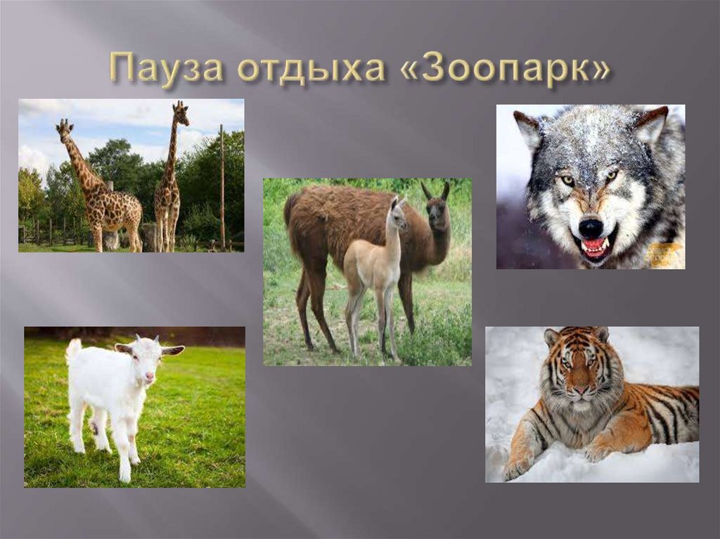 Пауза отдыха «Зоопарк»