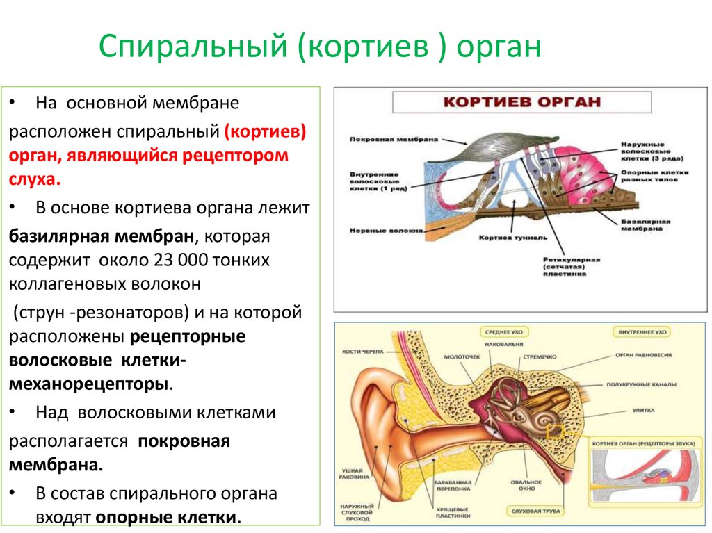 Аксиальный срез улитки схема строения спирального органа кортиев орган