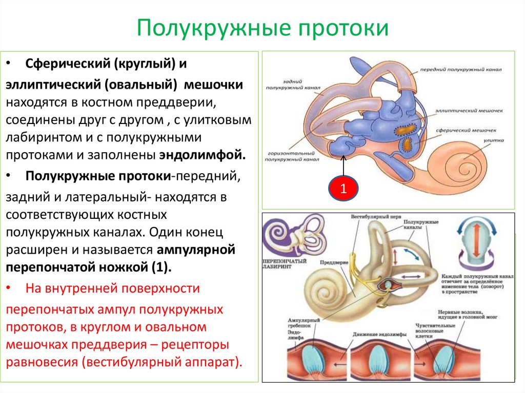 Полукружные каналы внутреннего уха расположены. Полукружные каналы внутреннего уха анатомия. Функция рецепторов полукружных каналов. Строение полукружных каналов. Строение полукружных каналов внутреннего уха.