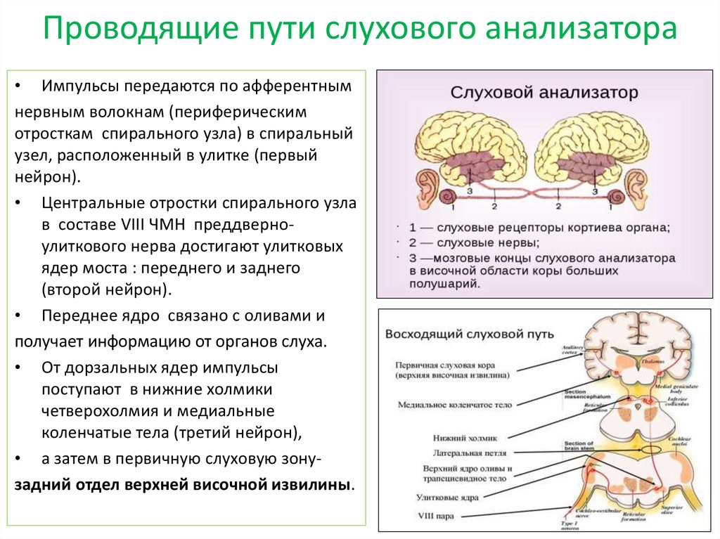 Схема слухового пути