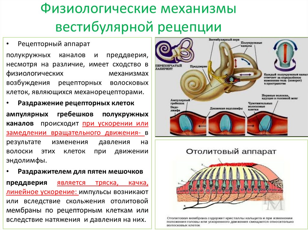 Вестибулярный анализатор 8 класс презентация