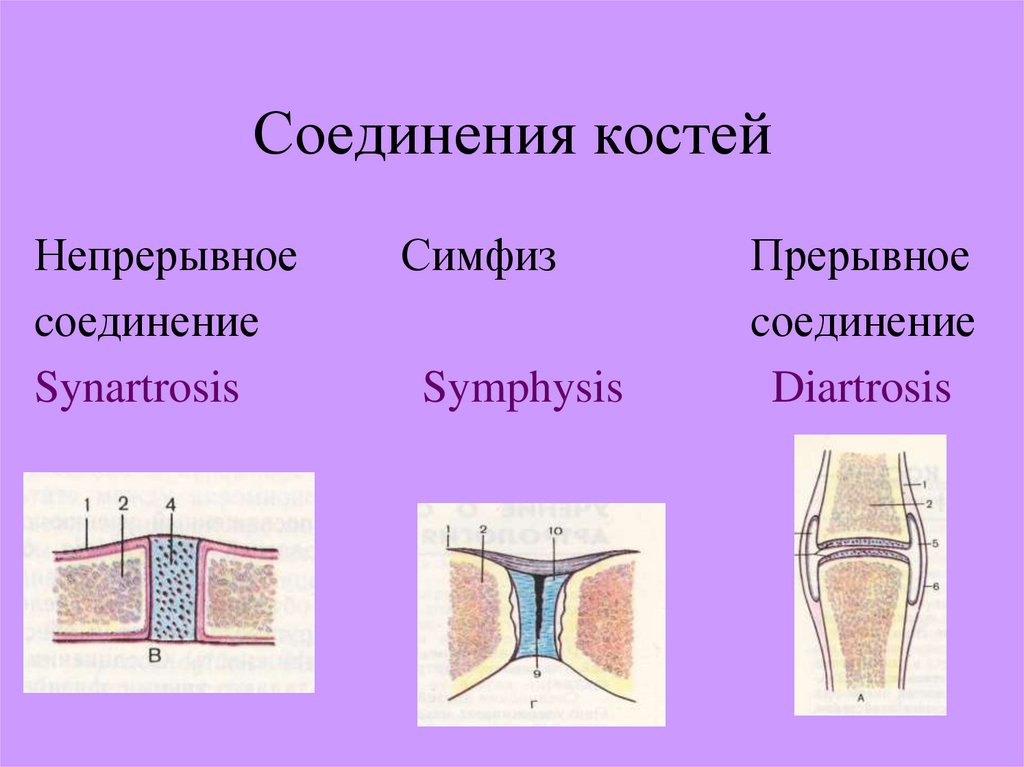 Прерывные соединения костей. Швы хирургические прерывные и непрерывные. Дорсальный шов анатомия. Какие еще есть системы соединения симфизы.