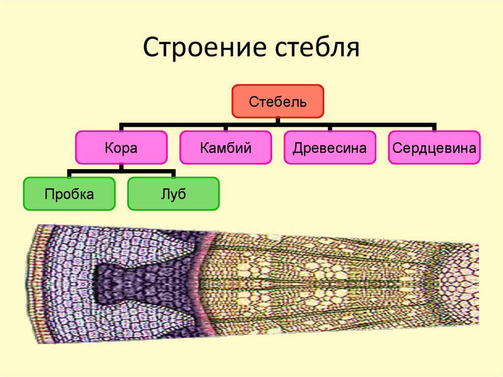 Камбий древесина сердцевина