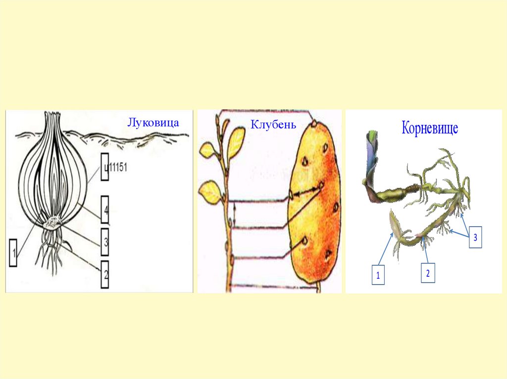 Клубень картофеля и луковица. Строение корневища клубня и луковицы. Внешнее строение корневища клубня и луковицы рисунок. Корневище клубень луковица. Внешнее строение корневища клубня и луковицы лабораторная.