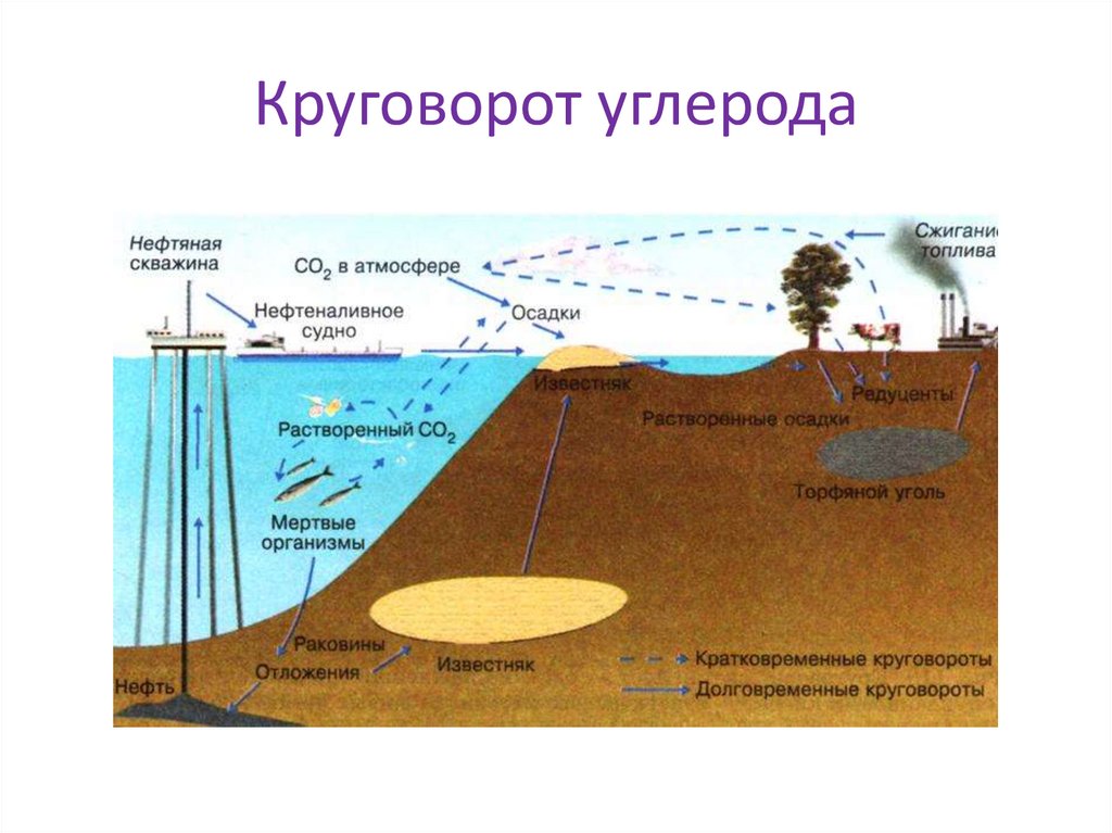 Нефть вещество биосферы. Круговорот углерода в биосфере. Биосфера круговорот веществ в биосфере. Упрощенная схема круговорота углерода. Фотосинтез растений круговорот веществ в биосфере.