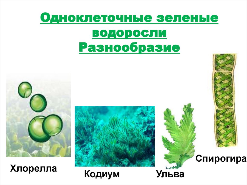 Отдел зеленые водоросли. Зеленые водоросли презентация. Многообразие водорослей зеленые водоросли. Одноклеточные зеленые водоросли презентация. Разнообразие водорослей 6 класс