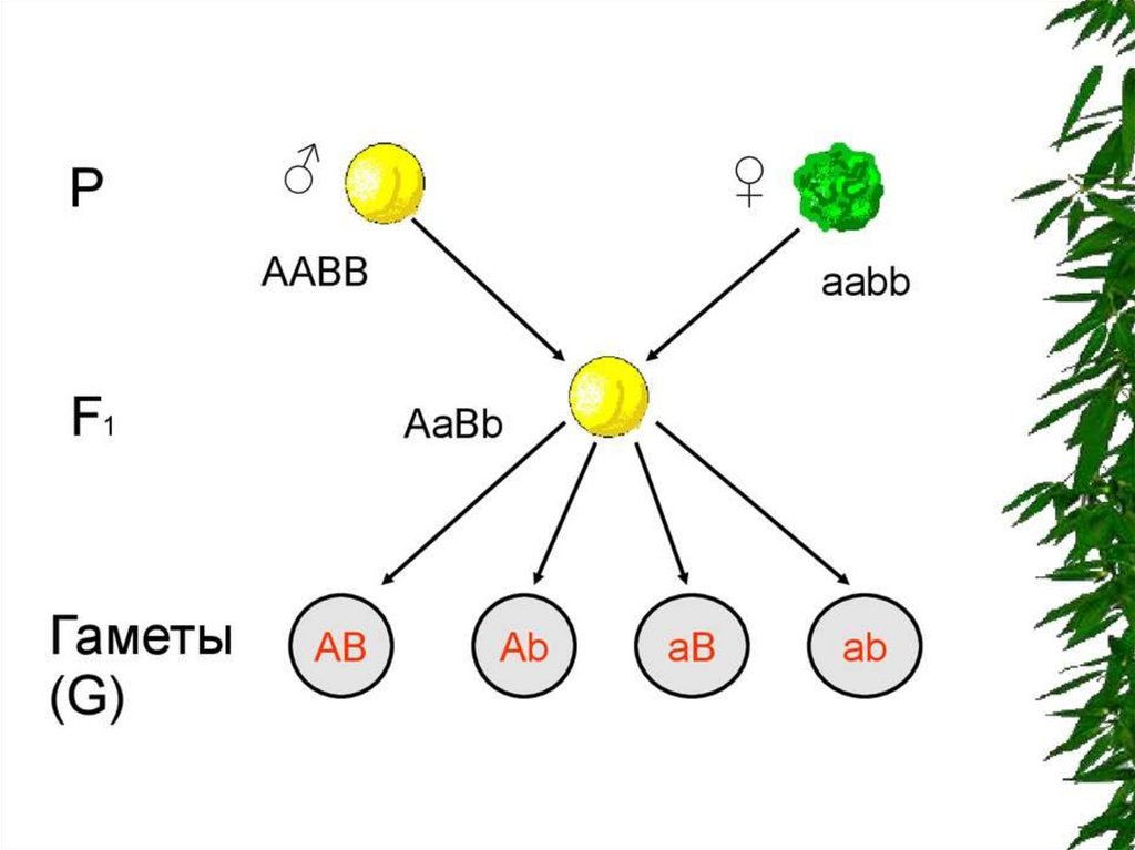 Какие гаметы образует генотип aabb