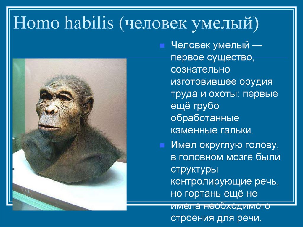 Почему одного из предков назвали человеком умелым. Хомо хабилис таблица. Homo habilis (человек умелый) происхождение. Хомо хабилис появился в эпоху. Человек умелый хомо хабилис.