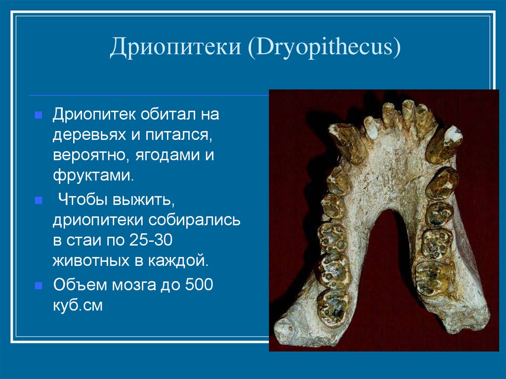 Презентация на тему дриопитеки