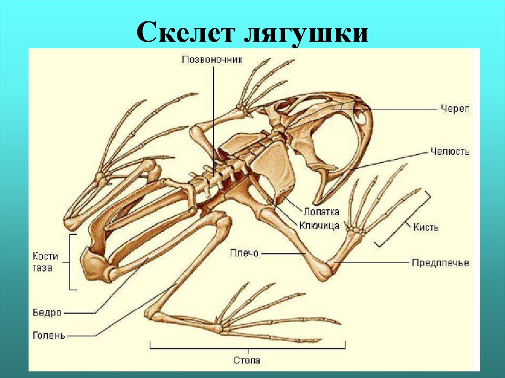 Скелет лягушки