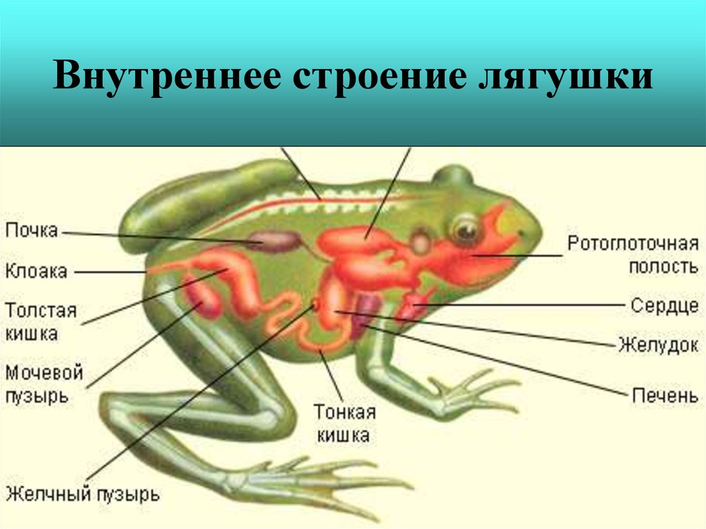 Лягушки биология 8 класс