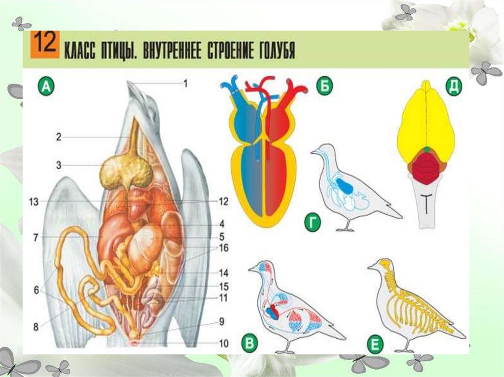 Внутренние птицы. Строение птицы ЕГЭ. Строение птицы без подписей. Птицы анатомия ЕГЭ. Внутренне строение птицы (самца).