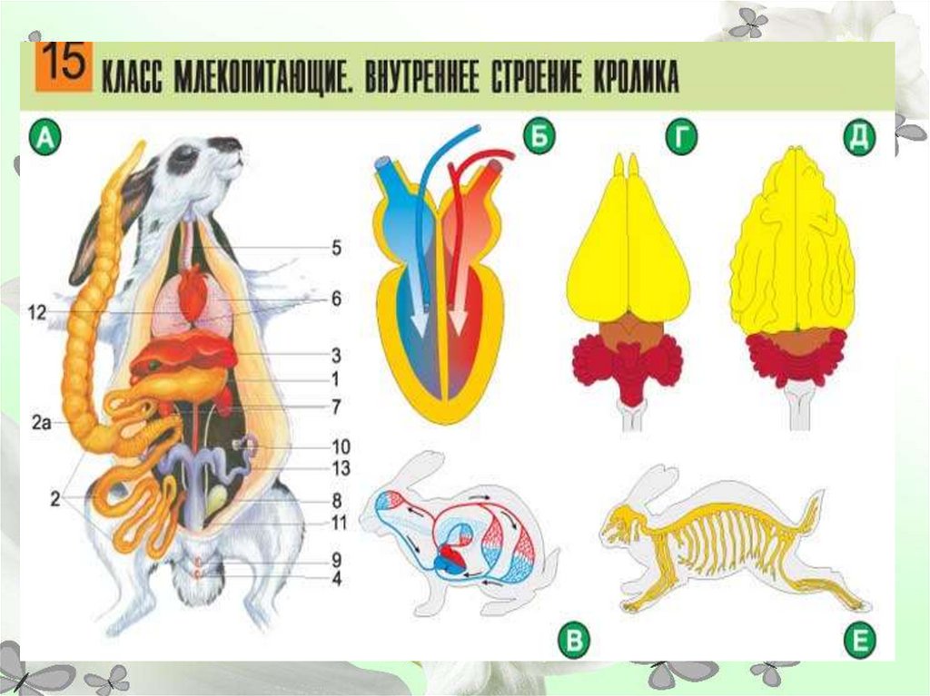 Внутреннее строение млекопитающих рисунок