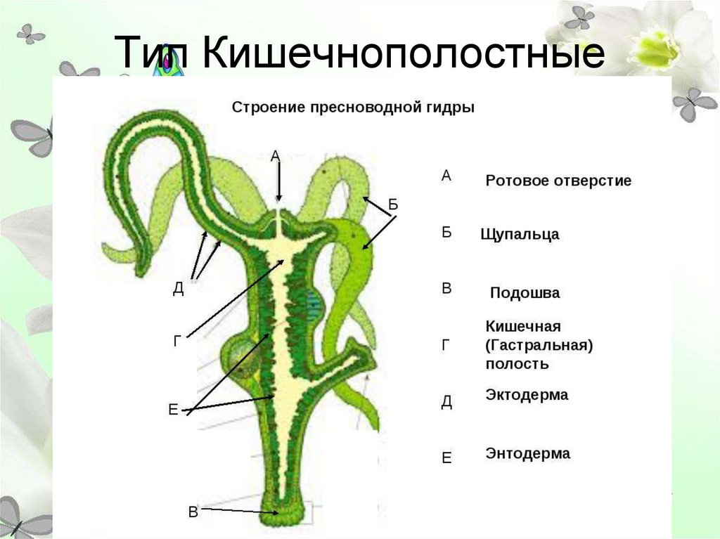 Строение гидры рисунок с подписями