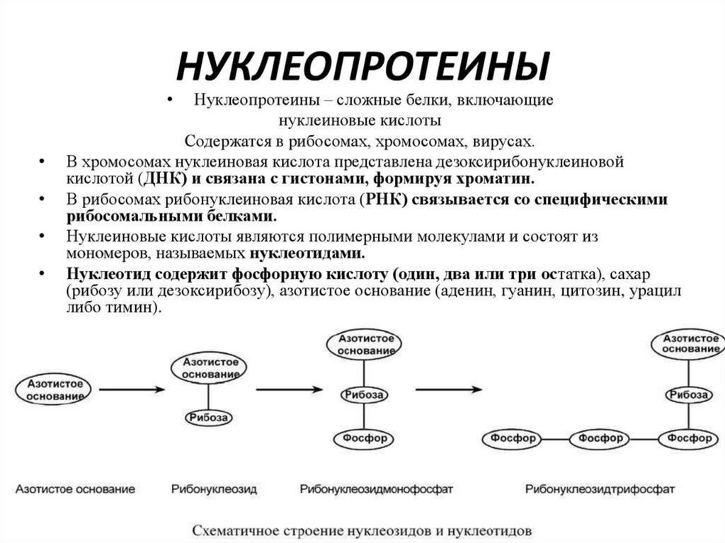 Нарушение обмена нуклеопротеидов презентация