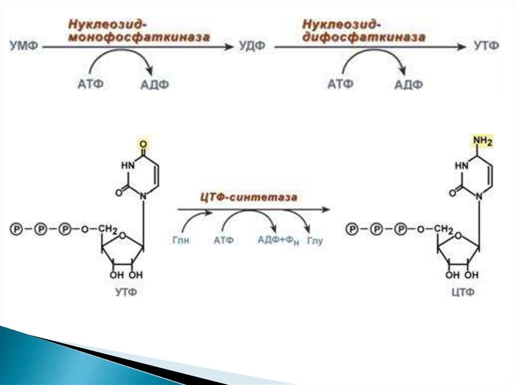 Схема гидролиза нуклеопротеинов биохимия