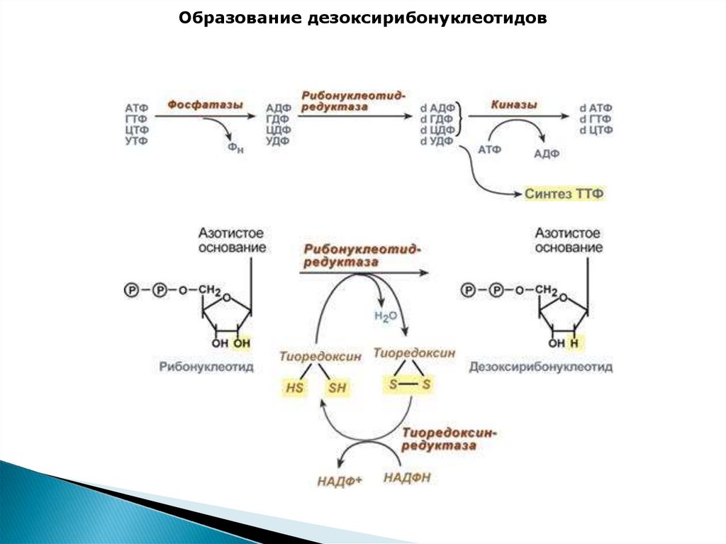 Биосинтез днк. Схема синтеза дезоксирибонуклеотидов. Характеристики синтеза дезоксирибонуклеотидов. Пути синтеза дезоксирибонуклеотидов таблица. Синтез дезоксирибонуклеотидов. Регуляция..