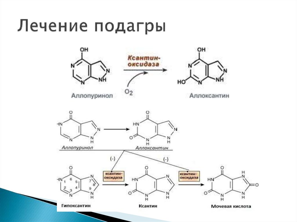 Пуриновыми нуклеотидами являются. Обмен нуклеопротеинов биохимия презентация. Пуриновые нукледтиды. Примеры сложных белков биохимия. Пуриновые нуклеотиды.