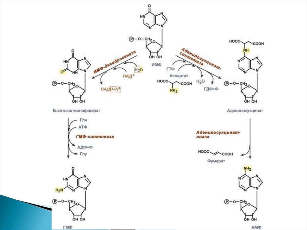 Синтез источника. Синтез пуриновых нуклеотидов амф. Схема образования амф и ГМФ из ИМФ. Резервный путь биосинтеза амф, ГМФ. Схема синтеза ИМФ. Амф, ИМФ, ГМФ.. Реакция образования амф.