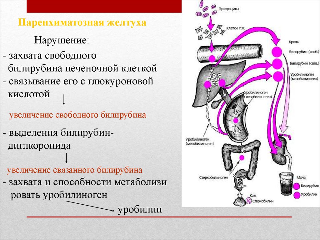 Желчные пигменты кала