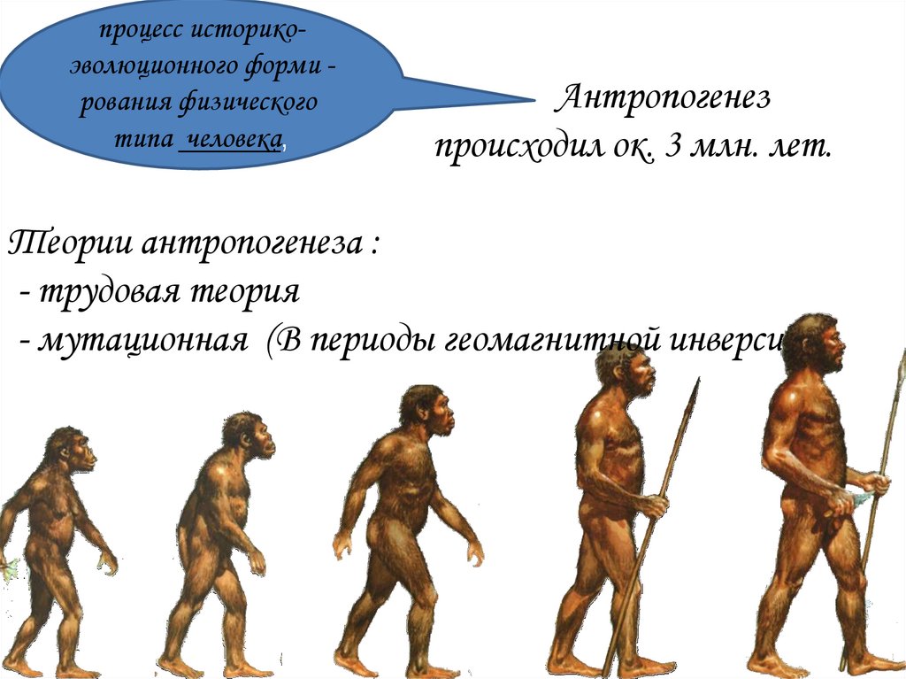 Антропогенез процесс