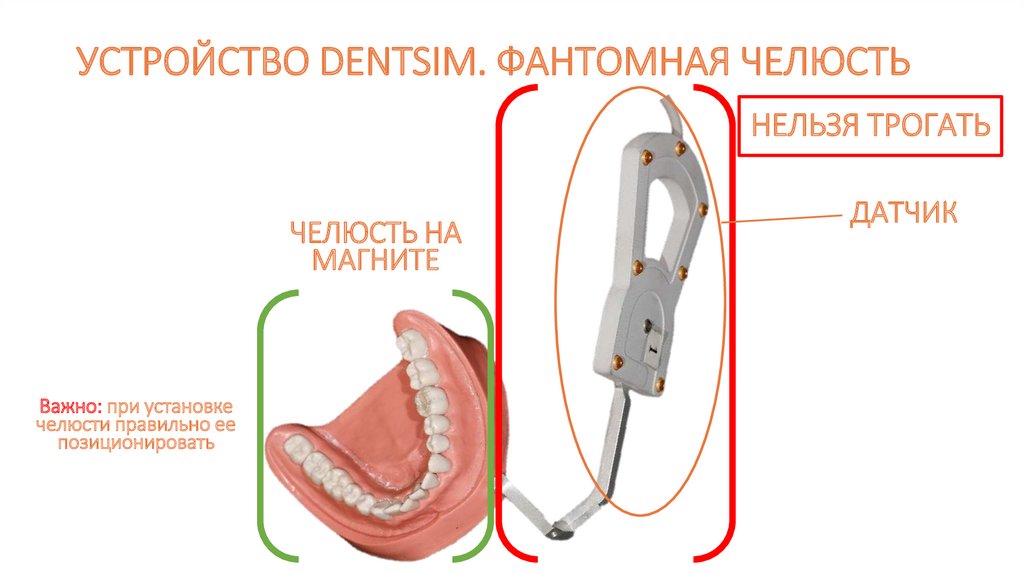 УСТРОЙСТВО DENTSIM. ФАНТОМНАЯ ЧЕЛЮСТЬ