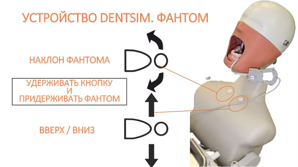 УСТРОЙСТВО DENTSIM. ФАНТОМ