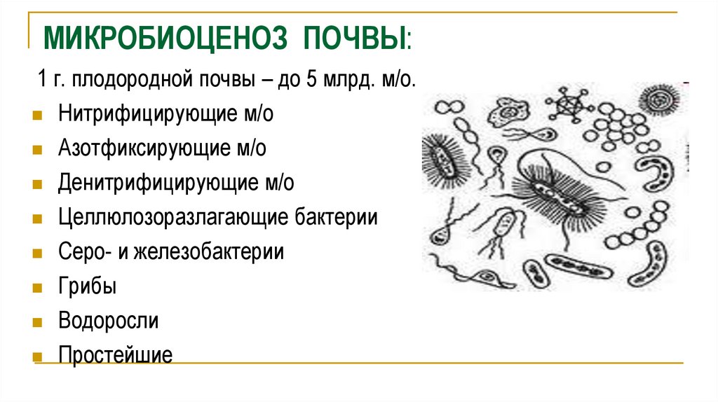 К какой группе обитателей почвы относятся микроорганизмы. Микробиоценоз почвы. Микроорганизмы в почве. Бактерии в почве рисунок. Микробиоценоз микробы.