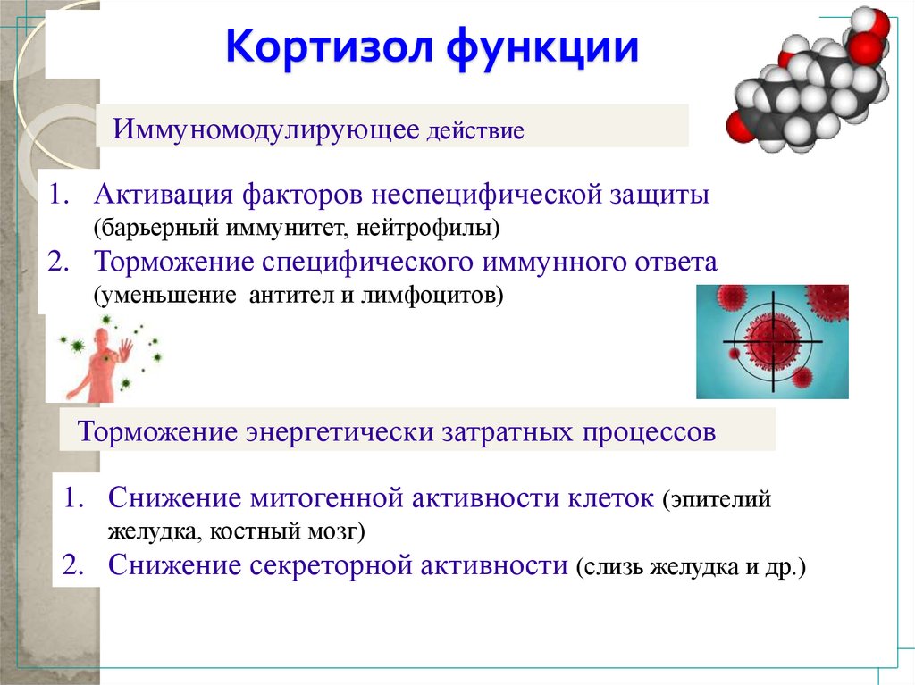 Кортизол гормон за что отвечает у женщин