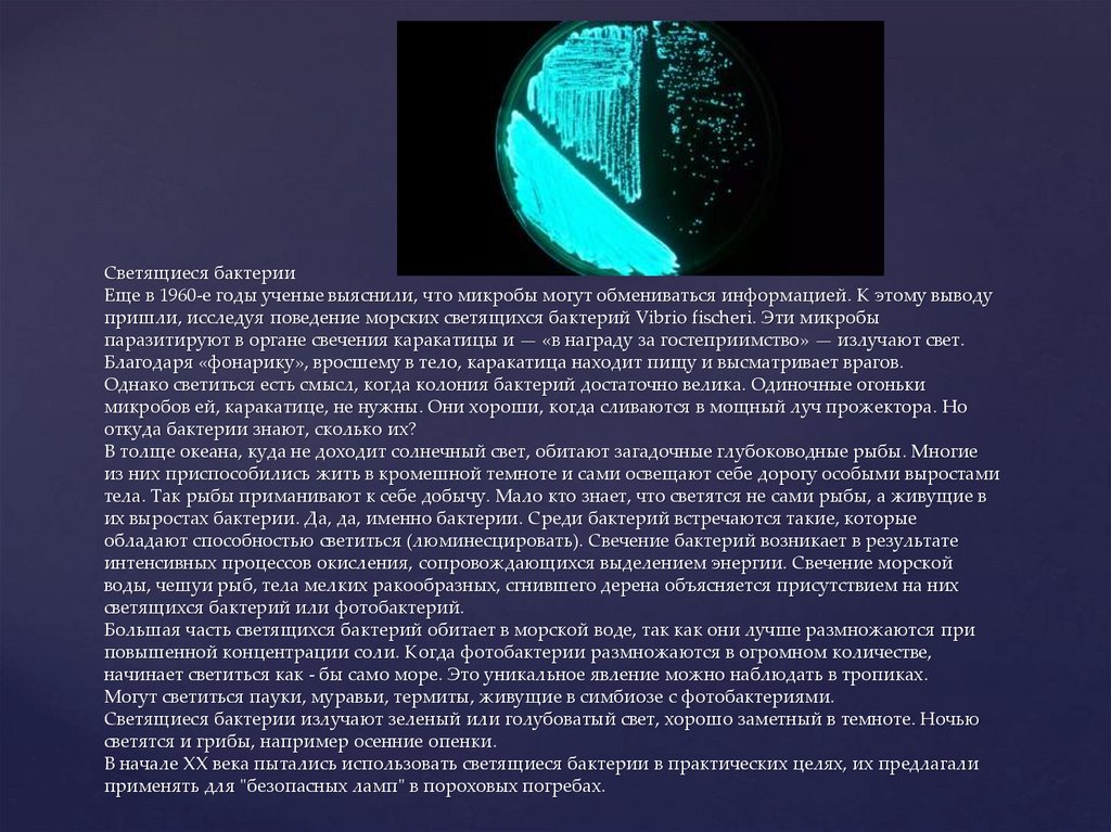 Светящиеся бактерии Еще в 1960-е годы ученые выяснили, что микробы могут обмениваться информацией. К этому выводу пришли,