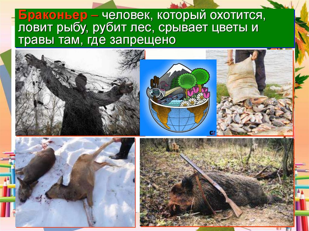 Кто охраняет природу. Охранять природу- охранять жизнь. Как в Архангельской области охраняют природу. Котлас как охранять природу.