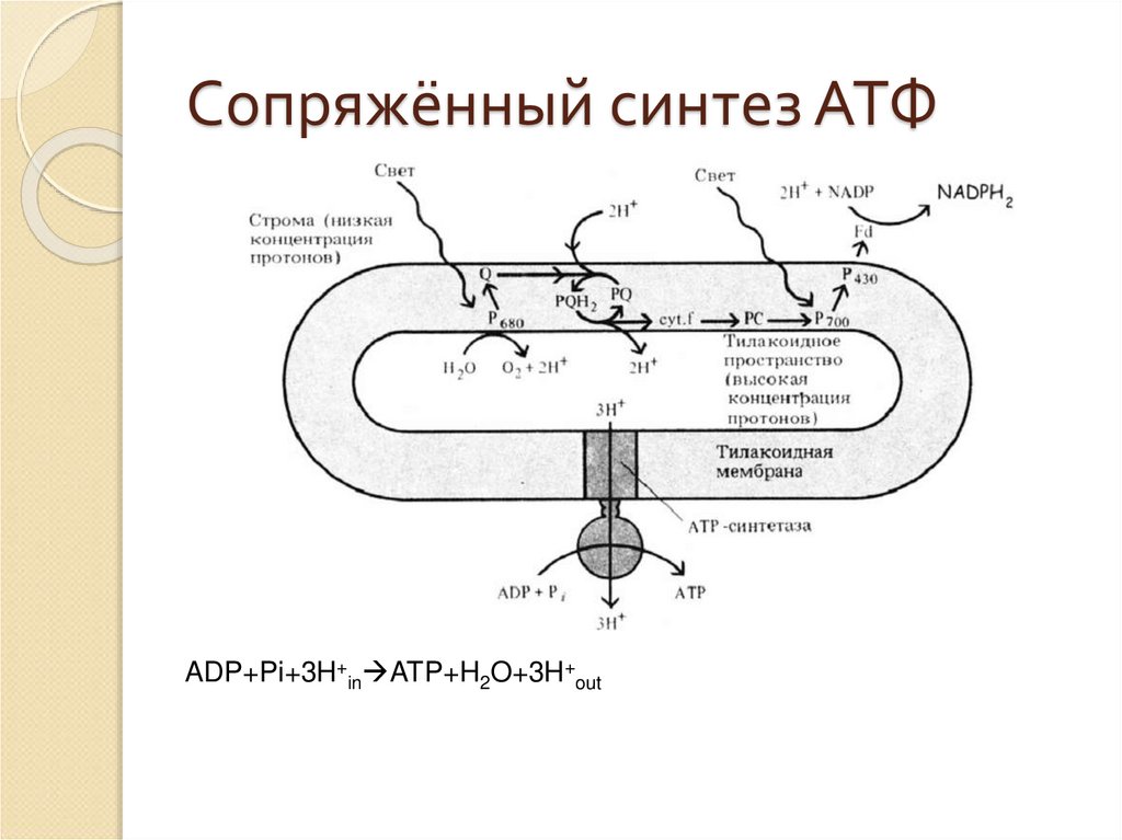 Синтез атф в световой стадии фотосинтеза. Сопряжение синтеза АТР.