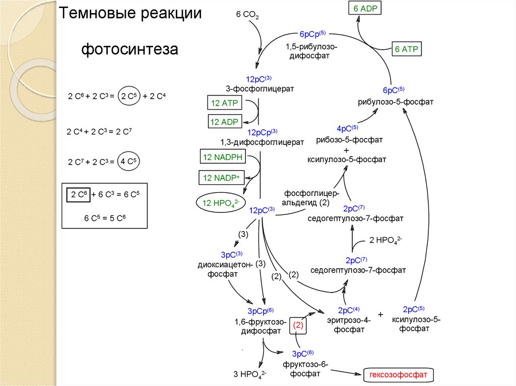 Таблица реакции фотосинтеза. Фотосинтез порядок схема. Фотосинтез схема биохимия. С4 фотосинтез схема. Схема реакции фотосинтеза.