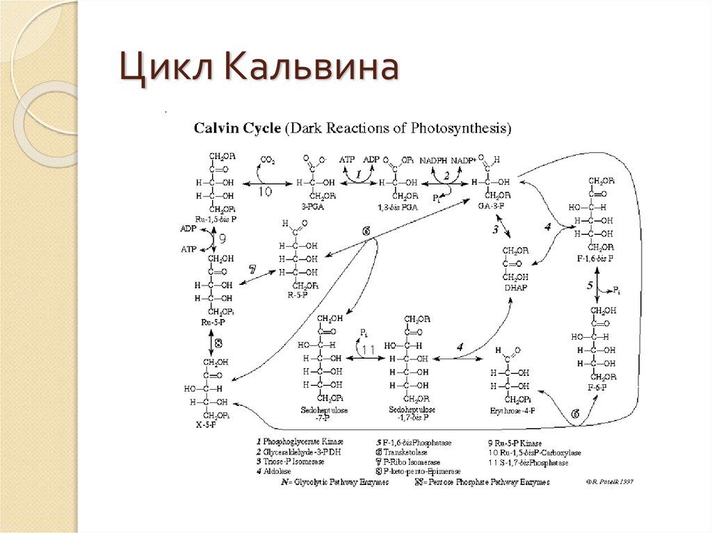 Цикл кальвина схема