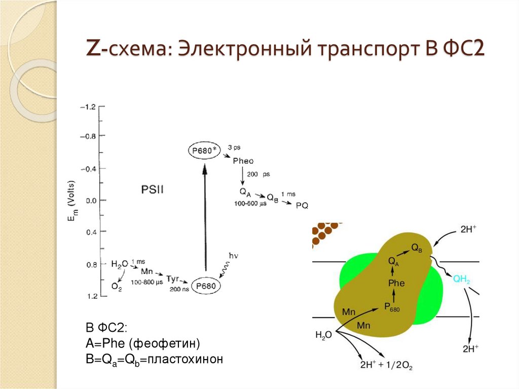 Z схема фотосинтеза