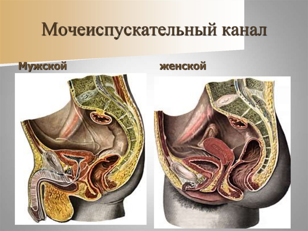 Наружный мочеиспускательный канал. Мочеиспускательный канал строение и функции. Мочеиспускательный канал у котов. Мочеиспускательный канал у женщин фото.