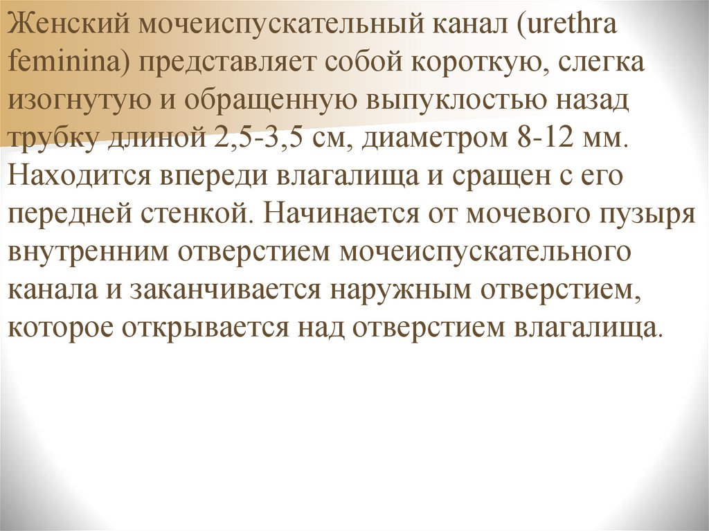 Длина женского мочеиспускательного канала. Женский мочеиспускательный канал, urethra feminina. Мочеиспускательный канал. Впереди влагалища находятся.