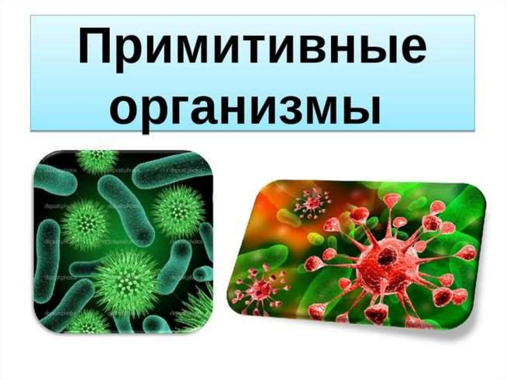 Презентация по биологии 9 класс. Примитивные организмы. Самые примитивные организмы. Примитивные организмы формы организмов. Первые примитивные живые организмы.