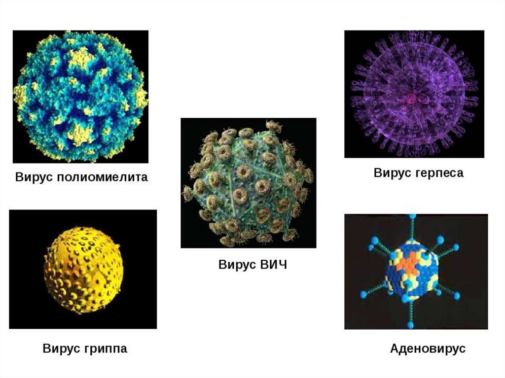Аденовирус гриппа. Аденовирус вирус гриппа. Вирус полиомиелита форма. Вирус полиомиелита строение схема. Вирус полиомиелита микробиология рисунок.