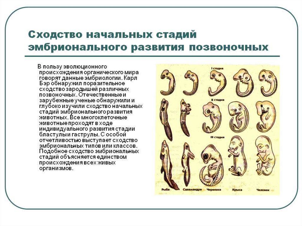 Индивидуальное развитие организма рисунок