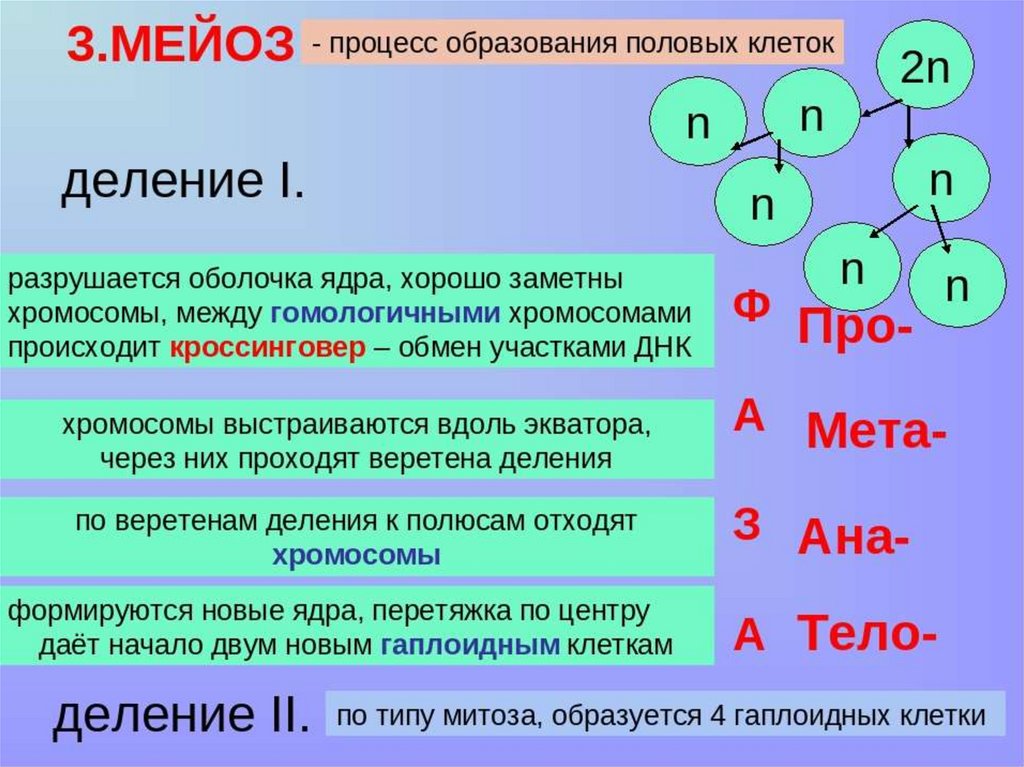 Мейоз презентация 10 класс