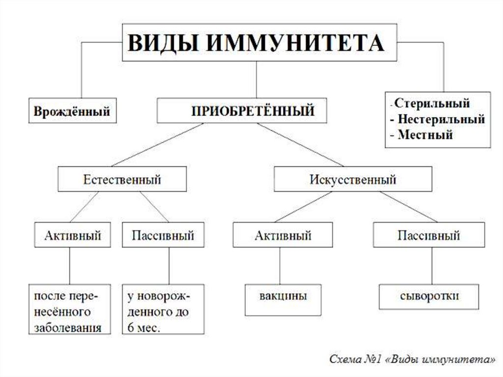 Виды иммунитета. Составление схемы – виды иммунитета.. Виды иммунитета схема. Блок схема виды иммунитета. Составьте схему виды иммунитета.