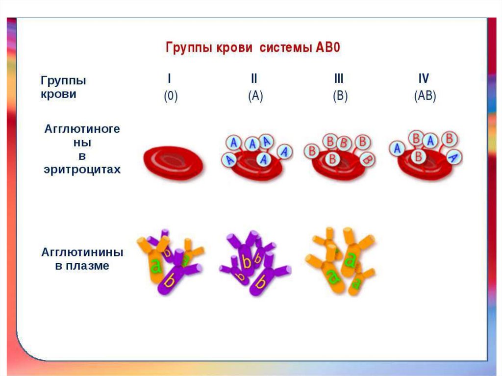 1 белок группа крови. Система ав0 и резус-фактор. Система ab0 группы крови. Группы крови белки определяющие группу. Группы крови эритроциты.