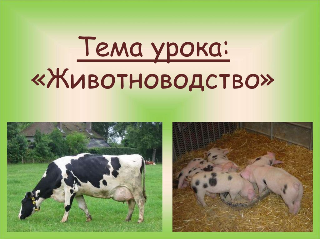 Проект наши сельскохозяйственные животные