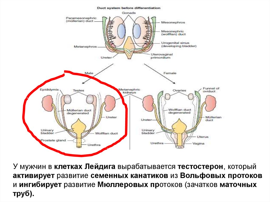 Репродуктивная система 8 класс. Мужская репродуктивная система. Мужская репродуктивная система схема. Физиология репродуктивной системы. Репродуктивная система человека схема.